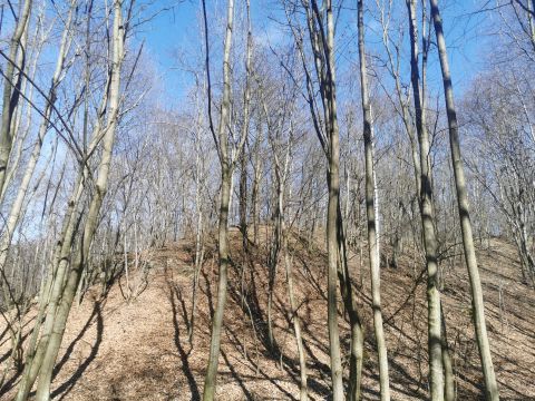 18. Zawody na Orientację Powitanie wiosny s171 - PTTK Strzelin